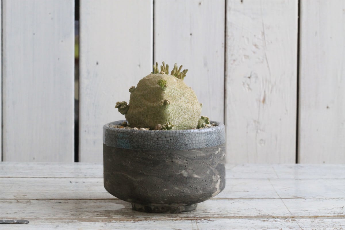 プセウドリトス クビフォルミス Hanayoshi-botanicalオリジナルポット