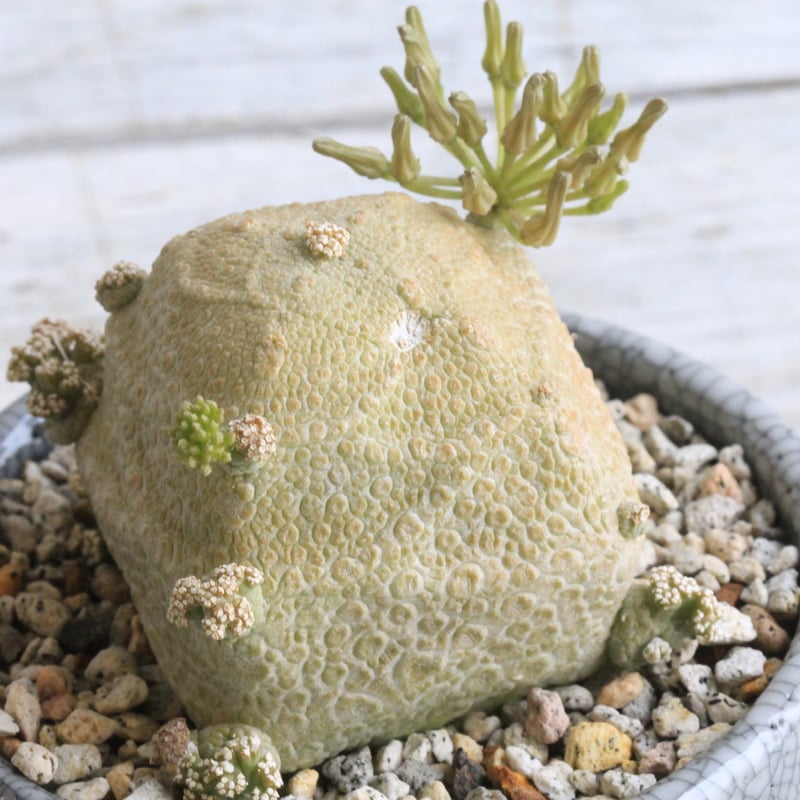 B-59 希少！ プセウドリトス クビフォルミス 鉢ごと メルカリ便発送 プセウドリトス クビフォルミス Hanayoshi-botanicalオリジナル