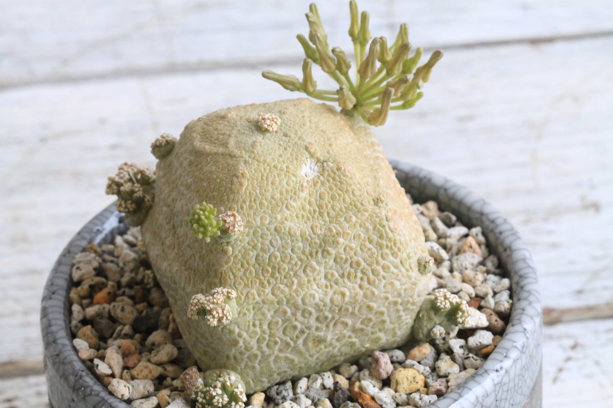 プセウドリトス クビフォルミス Hanayoshi-botanicalオリジナル プセウドリトス クビフォルミス Hanayoshi-botanicalオリジナル