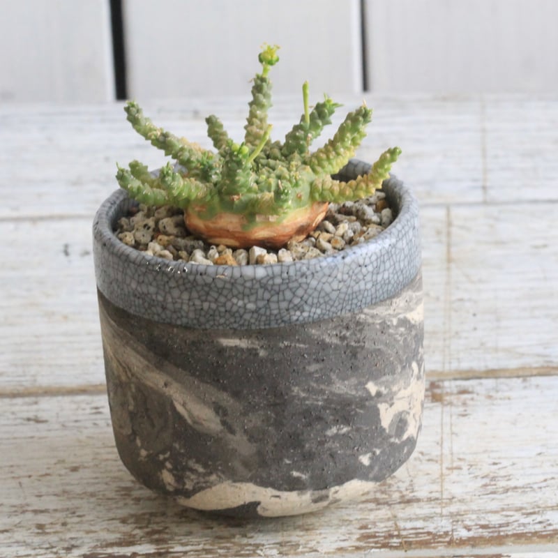 ユーフォルビア ゴルゴニス Hanayoshi-botanicalオリジナルポット | Han