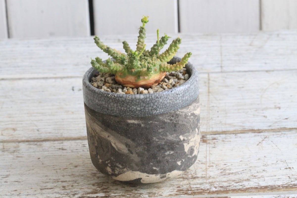 ユーフォルビア ゴルゴニス Hanayoshi-botanicalオリジナルポット | Han