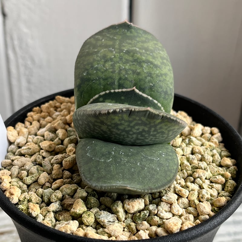 ガステリア 恐竜（特選） | Hanayoshi