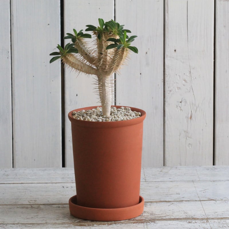 ユーフォルビア ギラウミニアナ SRL鉢付　※紅葉中　グラキリス　パキプス ユーフォルビア ギラウミニアナ SRL鉢付 ※紅葉中 グラキリス パキプス