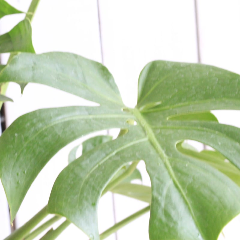 モンステラ コンパクタ | Hanayoshi