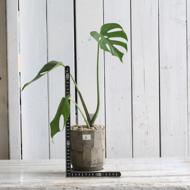 モンステラ コンパクタ | Hanayoshi