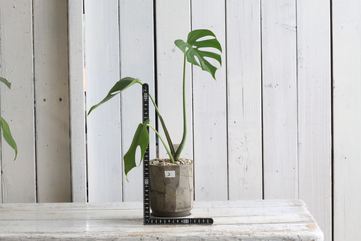 モンステラコンパクタ モンステラコンパクタ | STORES