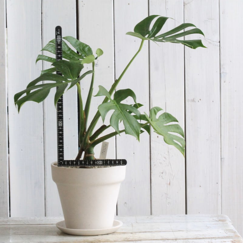 モンステラ コンパクタ | Hanayoshi