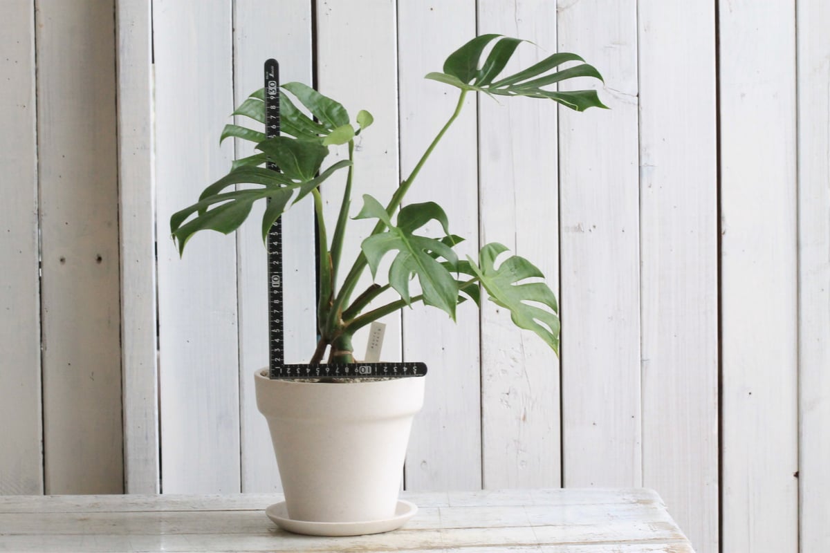 モンステラ コンパクタ | Hanayoshi