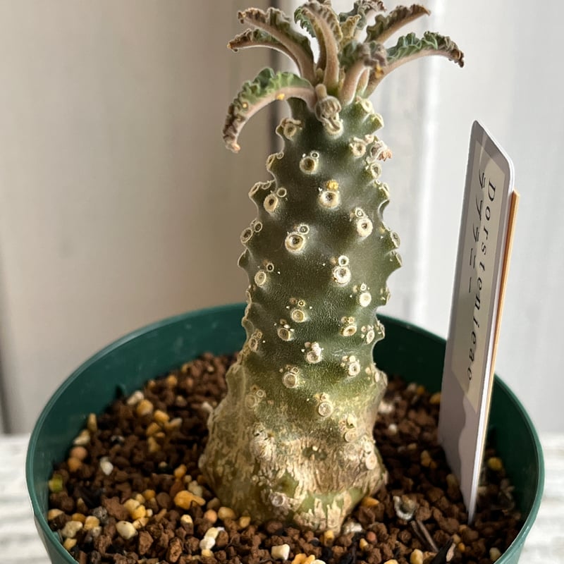 ドルステニア ラブラニー① | Hanayoshi