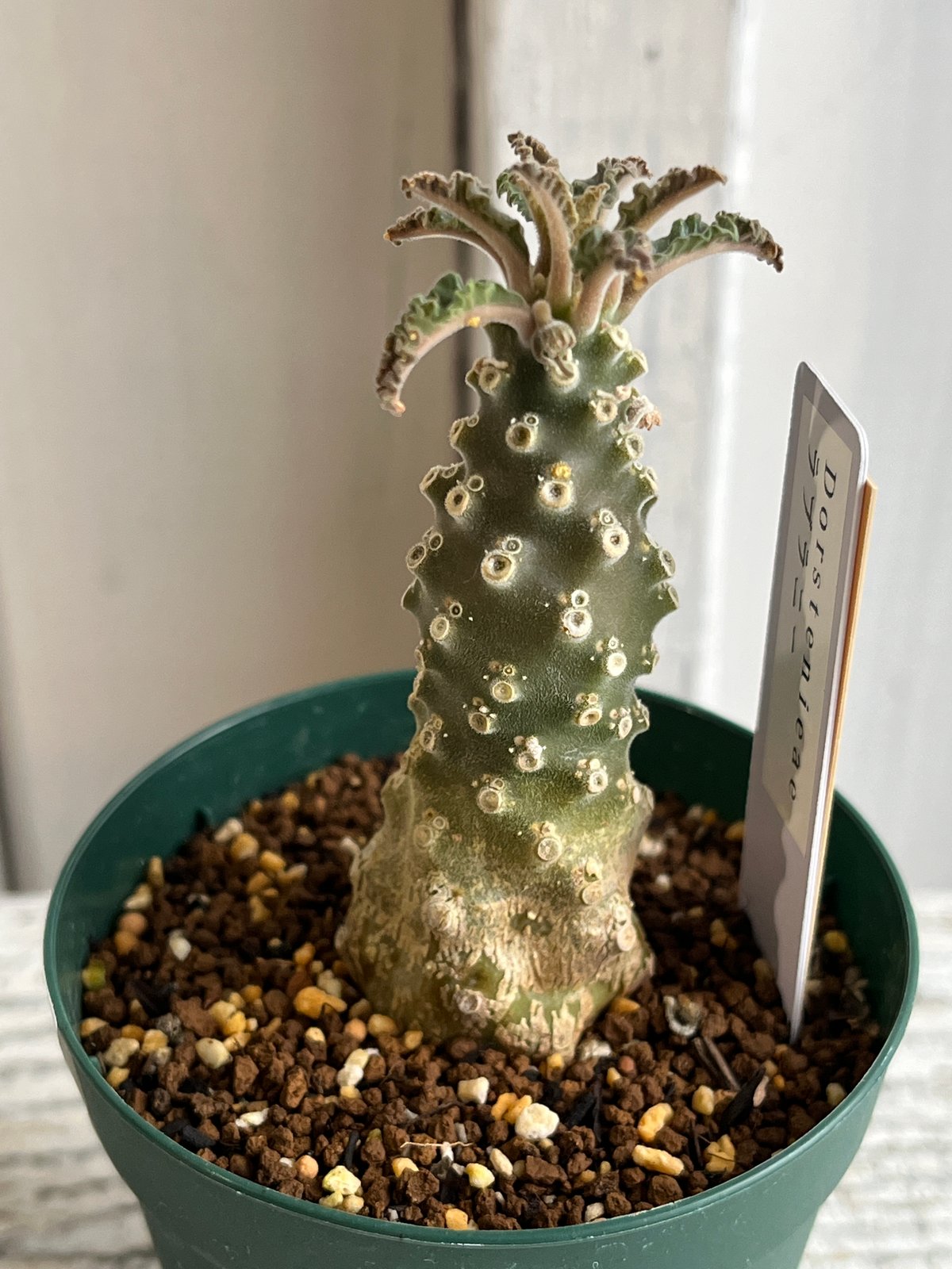 ドルステニア ラブラニー 【高さ20cm】 ドルステニア ラブラニー | GREEN LUCK