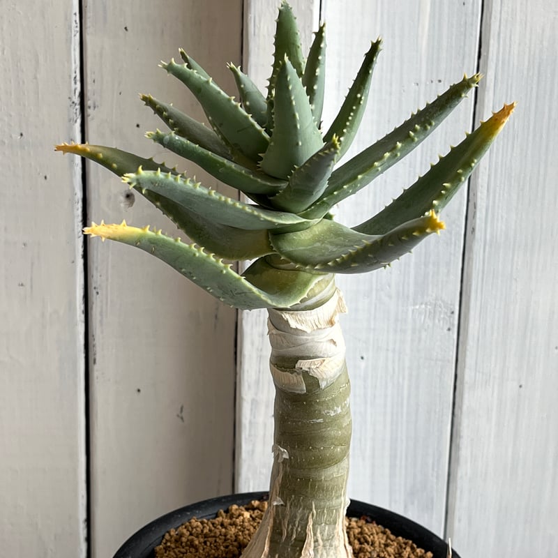 アロエ　ピランシー　多肉植物 約60cm アロエ ピランシー 多肉植物 約60cm アロエ ピランシー | Hanayoshi