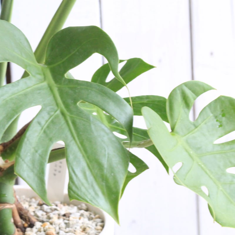 モンステラ コンパクタ | Hanayoshi