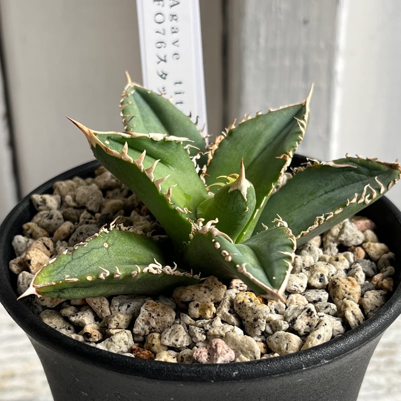 アガベ チタノタ 豪華4株セット アガベ チタノタ 豪華4株セット アガベチタノタ4品種set 4A-3