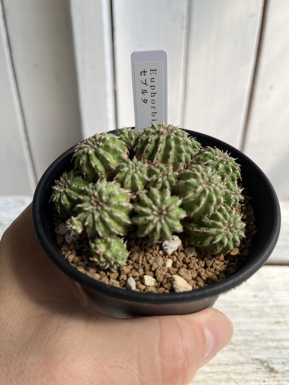 ユーフォルビア セプルタ 群生 接木 美株 【公式通販】