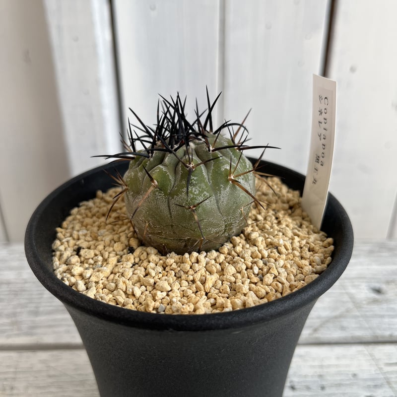 コピアポア シネレア黒王丸② | Hanayoshi