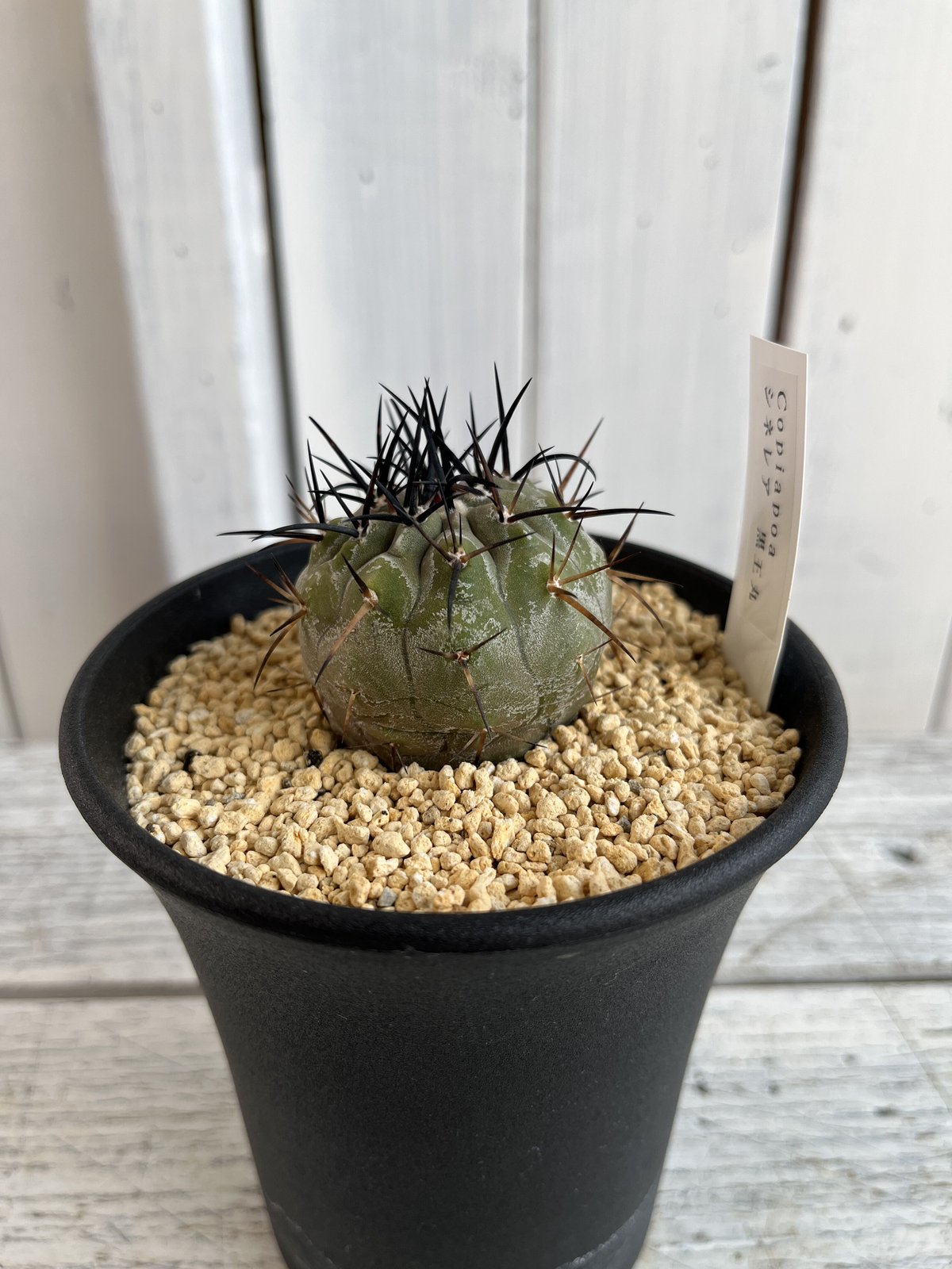 コピアポア シネレア黒王丸② | Hanayoshi