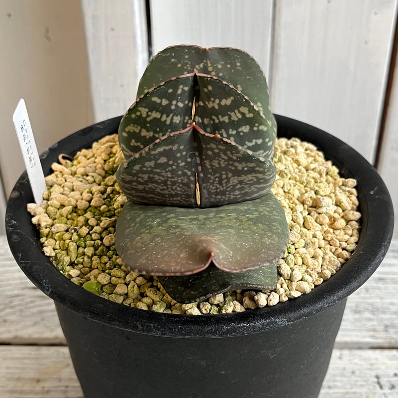 ガステリア 恐竜（特選） | Hanayoshi