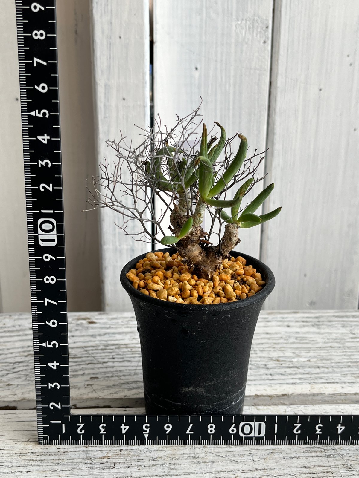 鮮度抜群 万物想 チレコドン レティキュラータス 挿し木 4 【公式通販】