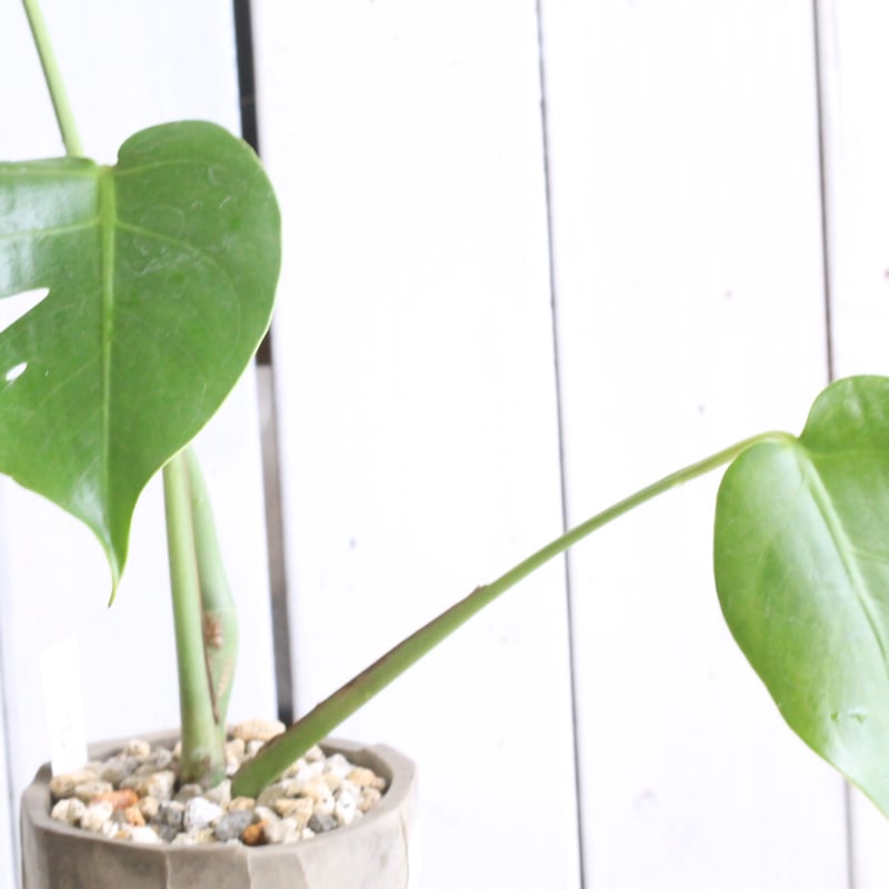 モンステラ　コンパクタ　観葉植物 モンステラ デリシオーサ コンパクタ – JolieNursery
