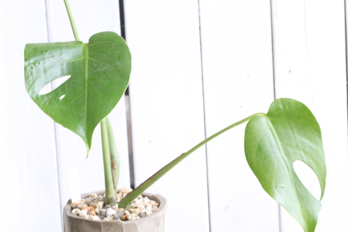 モンステラ コンパクタ | Hanayoshi