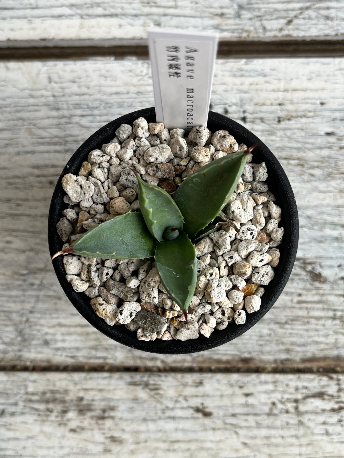 竹内矮性　マクロアカンサ　アガベ アガベ マクロアカンサ竹内矮性 | Hanayoshi