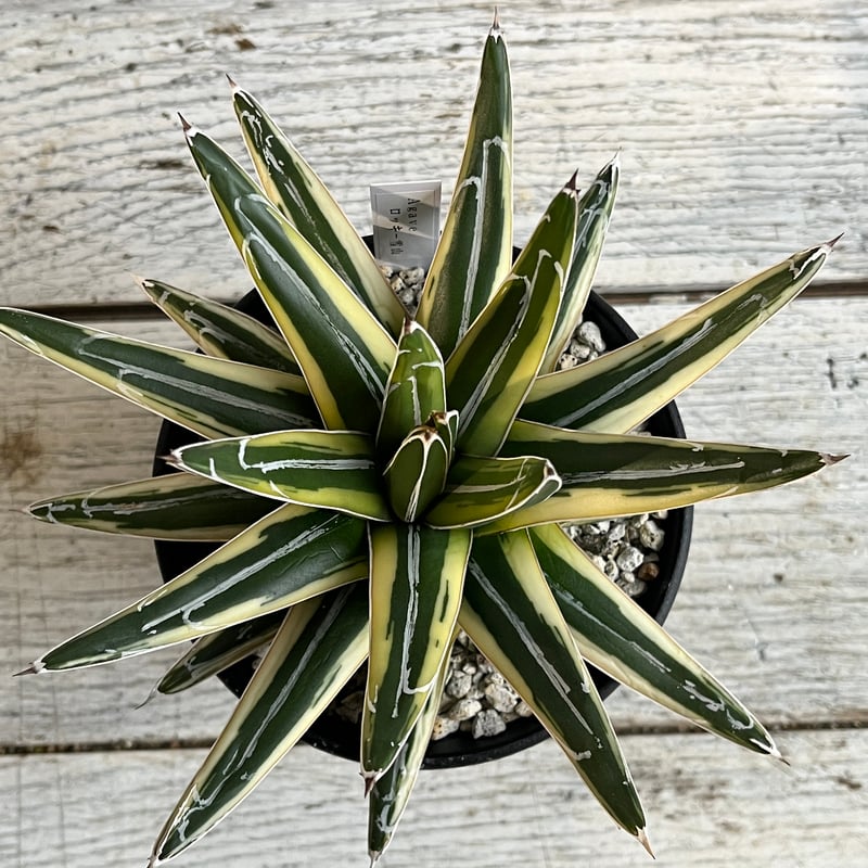 アガベ笹の雪新雪山(ロッキー)中株コレクション個体チタノタ アガベ笹の雪新雪山(ロッキー)中株コレクション個体チタノタ