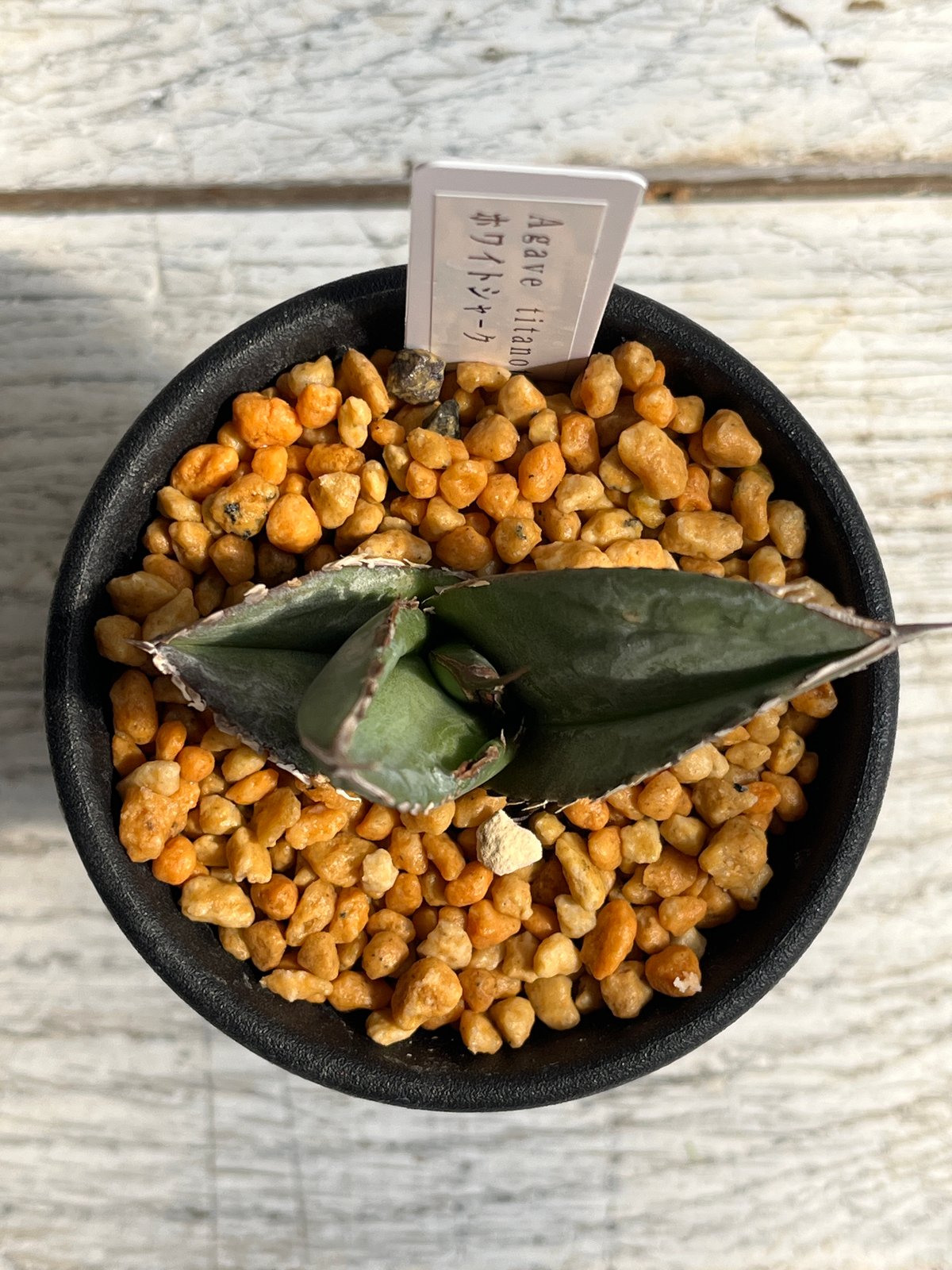 チタノタ　アガベ　4点セット　ハイブリッド　寛葉　ジャガー　ホワイトシャーク チタノタ アガベ 4点セット ハイブリッド 寛葉 ジャガー ホワイト