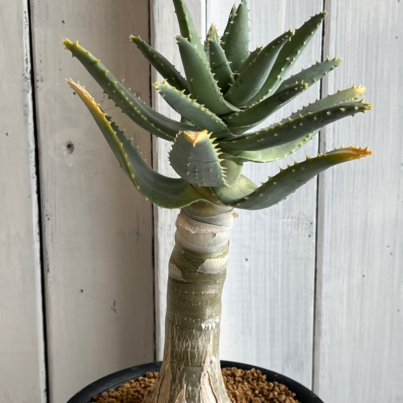 種20粒 アロエ ピランシー 多肉植物 #アロエ #ピランシー 植え替えしたら一時成長がとまっ
