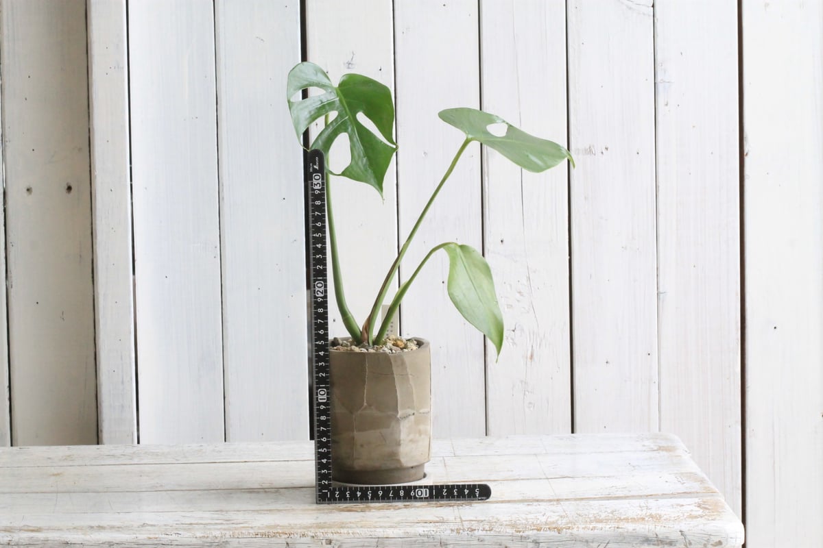 モンステラ コンパクタ | Hanayoshi