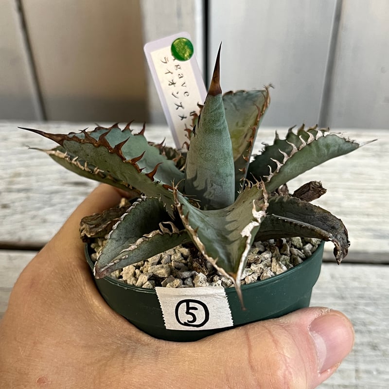 centro アガベ チタノタ ライオンズメーン ライオンズメイン アガベ チタノタ ライオンズメーン メイン Agave titanota