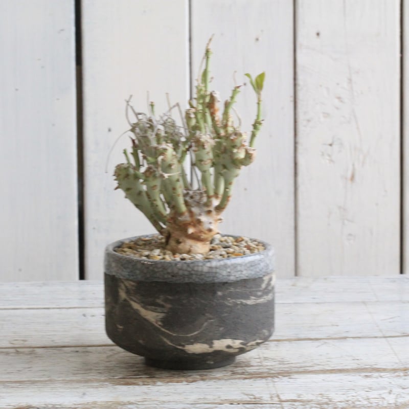 ユーフォルビア ロンギツベルクローサ Hanayoshi-botanical