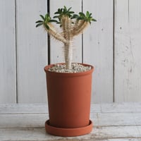 ユーフォルビア ロンギツベルクローサ Hanayoshi-botanicalオリジナル