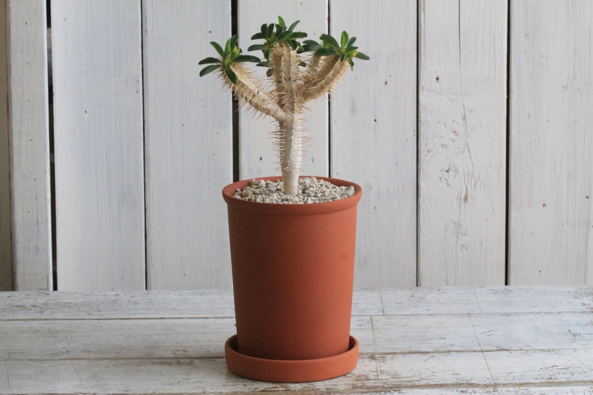 ユーフォルビア ギラウミニアナ 素焼き鉢 | Hanayoshi