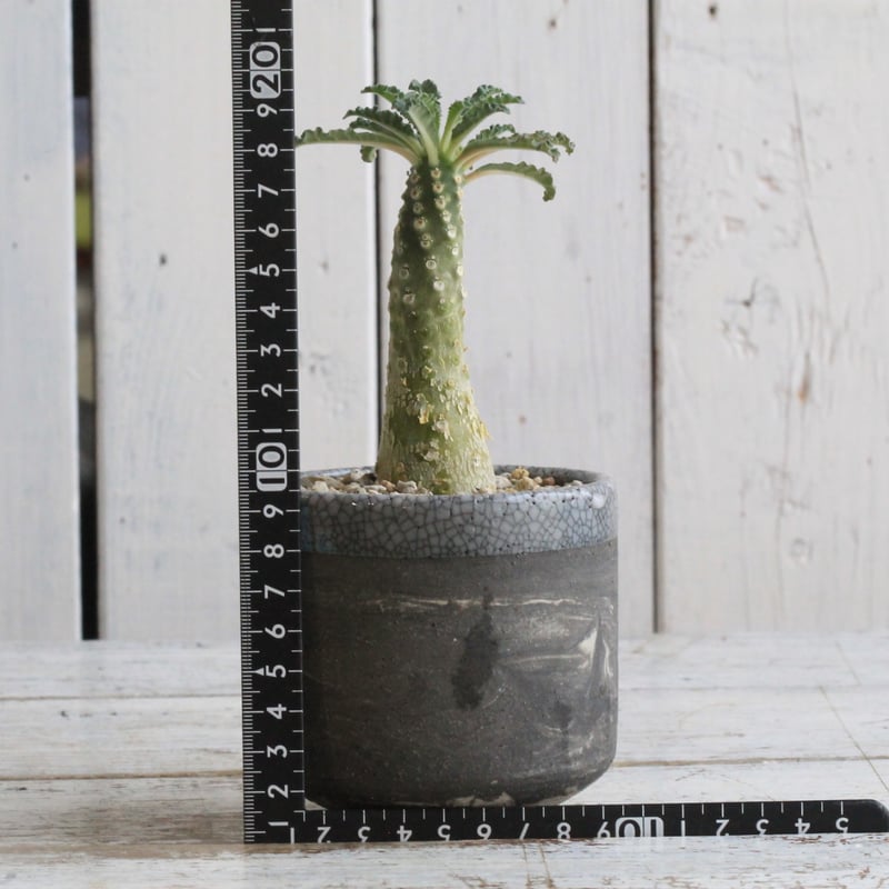 ドルステニア ラブラニー① Hanayoshi-botanicalオリジナルポット | Han