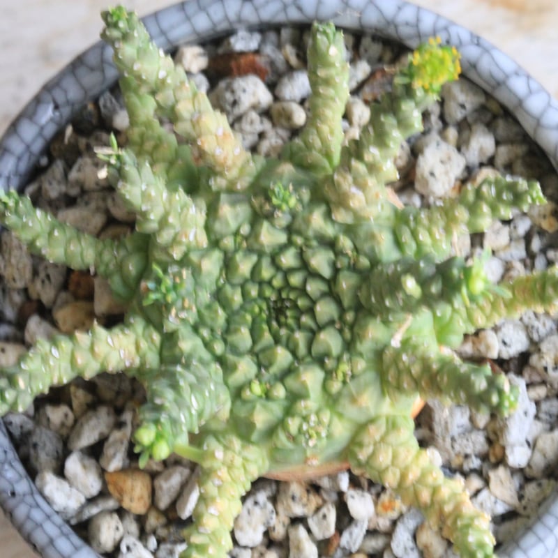 ユーフォルビア ゴルゴニス Hanayoshi-botanicalオリジナルポット | Han