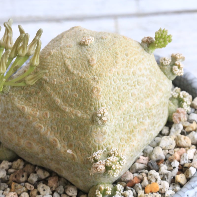 プセウドリトス クビフォルミス Hanayoshi-botanicalオリジナルポット