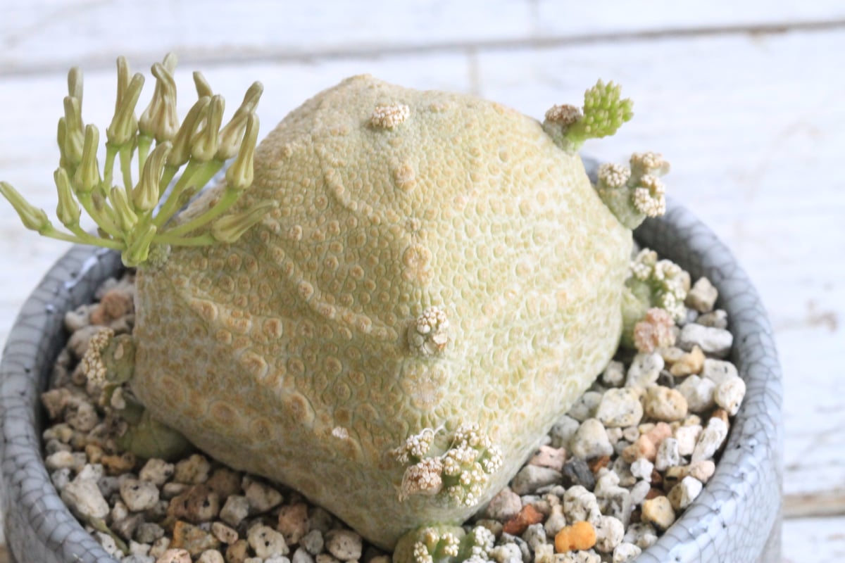 プセウドリトス クビフォルミス Hanayoshi-botanicalオリジナルポット