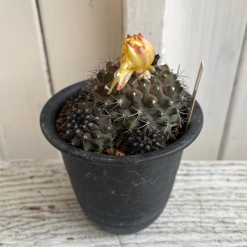 Copiapoa コピアポア　テヌイシマ　テヌイッシマ　群生　仔吹　鉢のまま発送 Copiapoa コピアポア テヌイシマ テヌイッシマ 群生 仔吹 鉢の