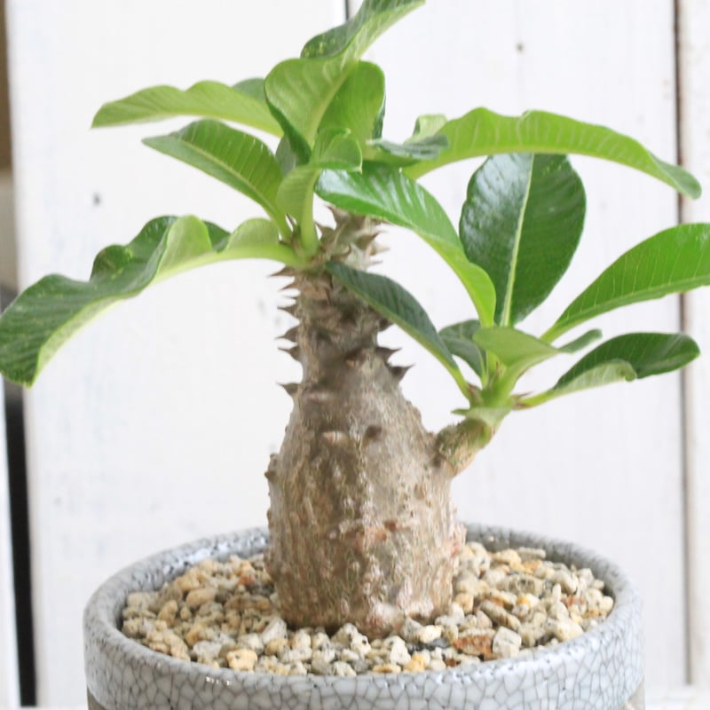 パキポディウム ウィンゾリー実生① Hanayoshi-botanical パキポディウム ウィンゾリー実生① Hanayoshi-botanical