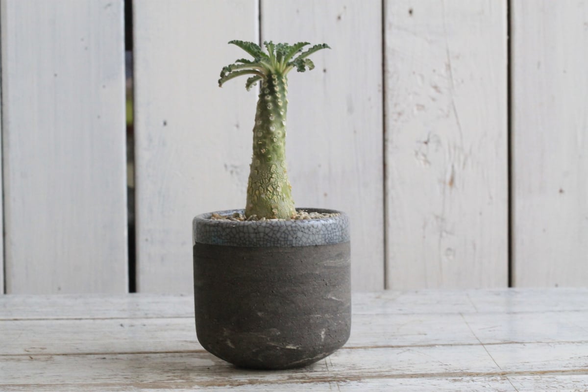 ドルステニア ラブラニー✖️SRL伝市鉢 ドルステニア ラブラニー