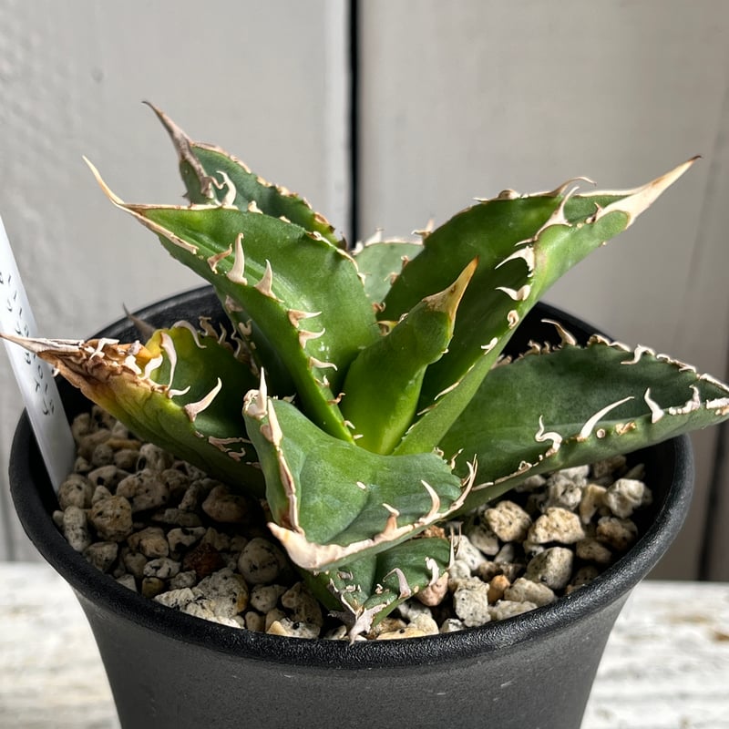 アガベ チタノタFO76スタッズタイプ③ | Hanayoshi