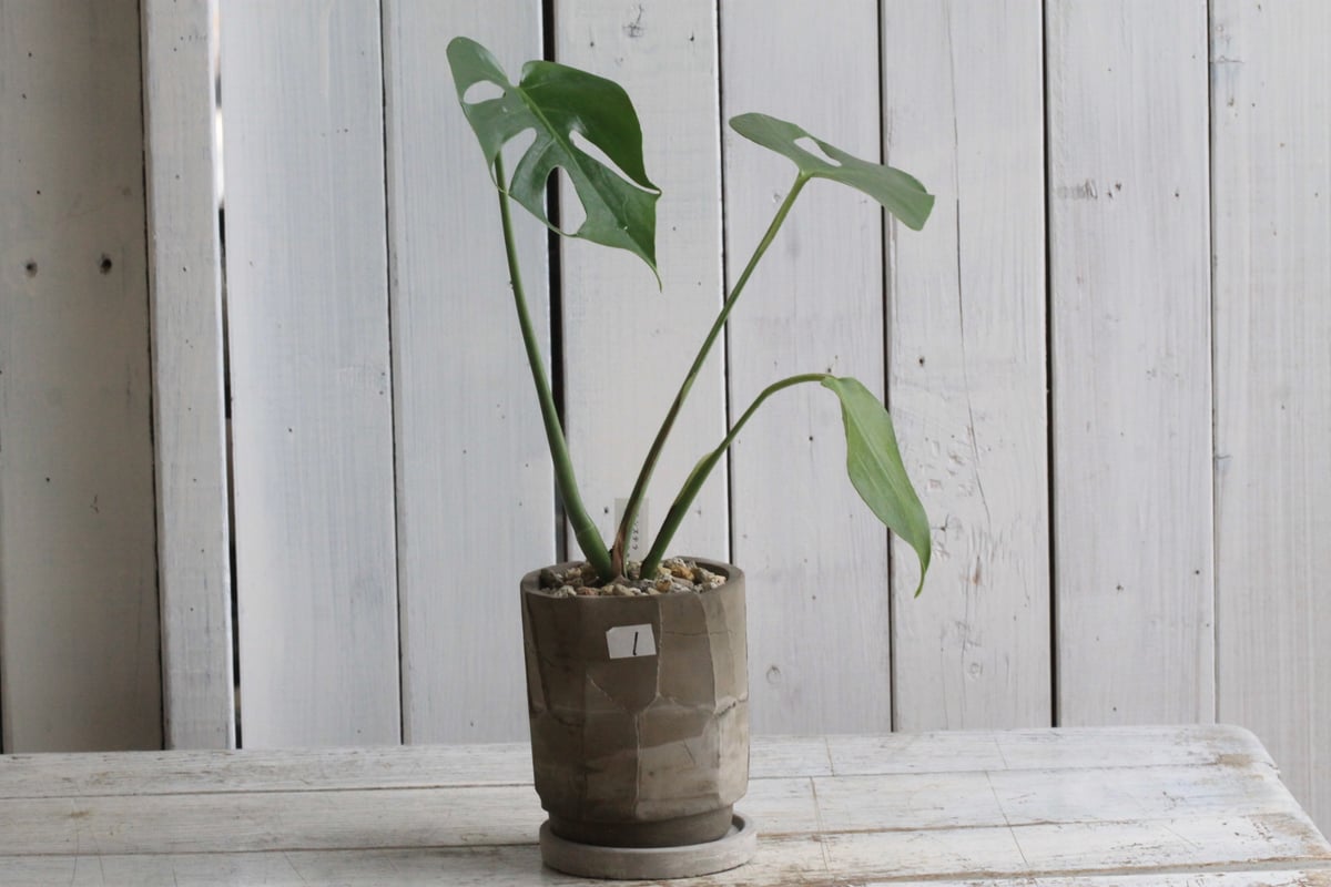 モンステラ コンパクタ | Hanayoshi