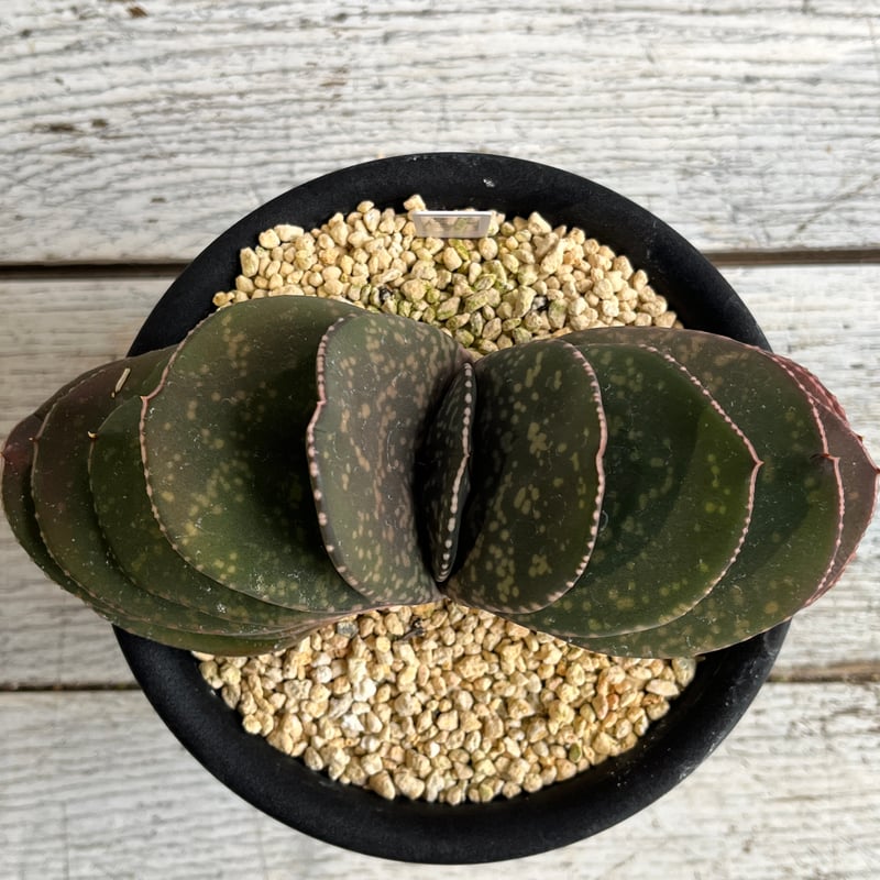 ガステリア 恐竜（特選） | Hanayoshi