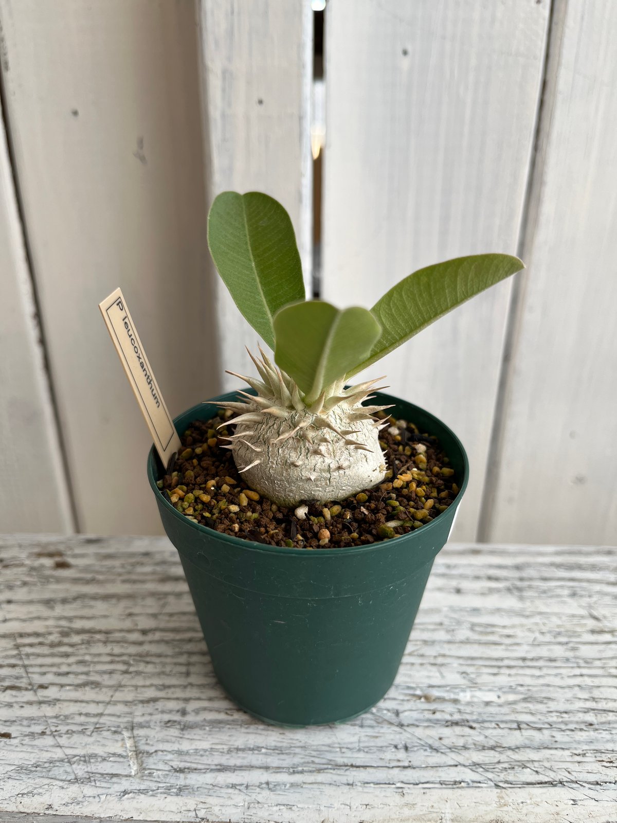 パキポディウム レウコキサンツム① | Hanayoshi