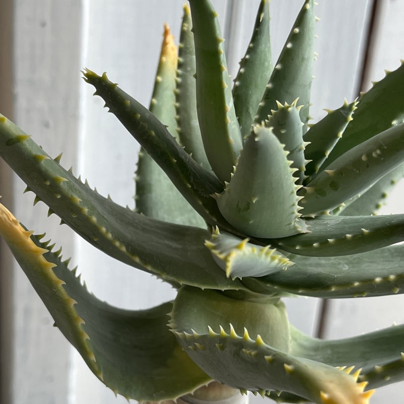 アロエ ピランシー 国内実生株 多肉植物：アロインドロン（アロエ） ピランシー 国内実生*幅11cm