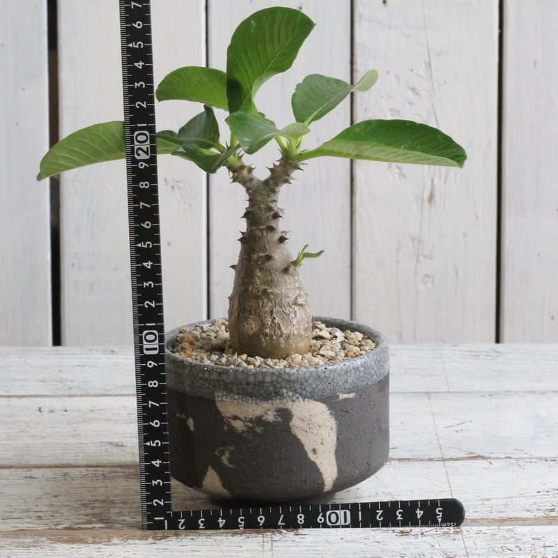 パキポディウム ウィンゾリー実生② Hanayoshi-botanical パキポディウム ウィンゾリー実生② Hanayoshi-botanical