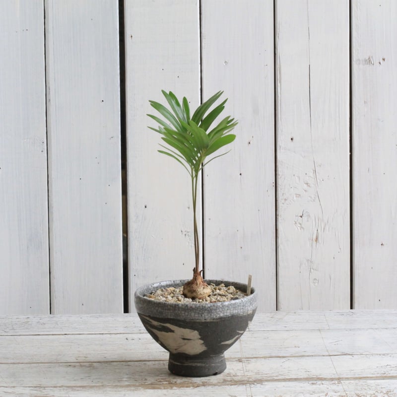 ザミア　フロリダーナ　７号鉢つき　3頭❗花つき❗ ザミア フロリダーナ 7号鉢つき 3頭❗花つき❗ ザミア・フロリダーナ