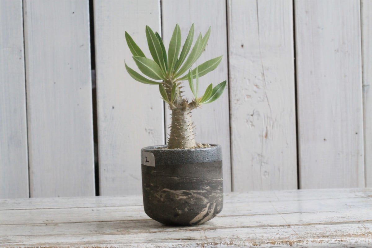 パキポディウム　イノピナツム　実生　コレクション株 fit=scale-down,w=1200