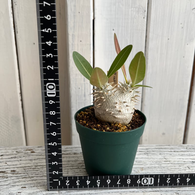 パキポディウム 恵比寿大黒 | Hanayoshi