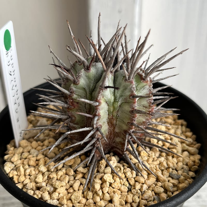 ユーフォルビアホリダ　マジョール ユーフォルビア ホリダ（V）マジョール | hanayoshi-botanical